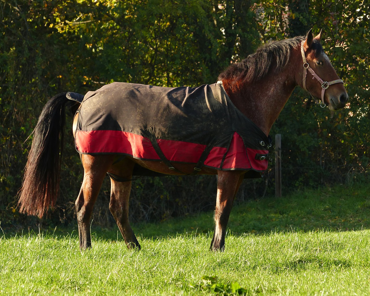 HEEPDD Couverture de Nez de Cheval, Couverture de Cheval de Filet de Nez de Cheval VisièRe de Cheval pour VisièRe de Cheval