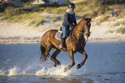 Belle Jument Noir à Tirant D'eau Jument Cheval Avec Tache Blanche Sur