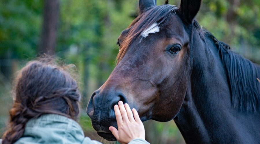vermifuge cheval