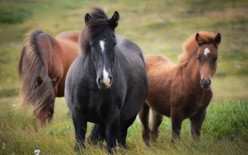 assurance cheval