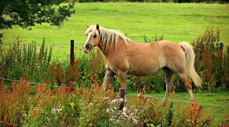 poids d'un cheval