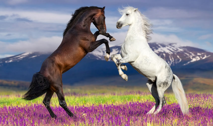fourbure chez le cheval