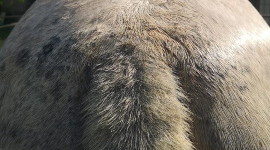 dermite estivale chez le cheval
