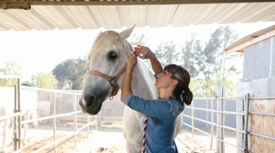 découvrez les meilleures pratiques et conseils pour le soin des chevaux. apprenez à garantir le bien-être de votre équidé, de son alimentation à son toilettage, en passant par ses besoins en santé et en exercice.