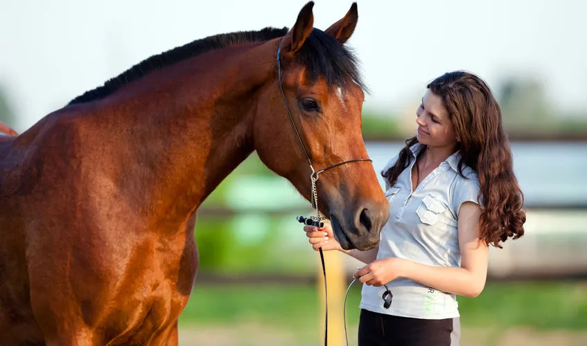 litière de chanvre pour les chevaux