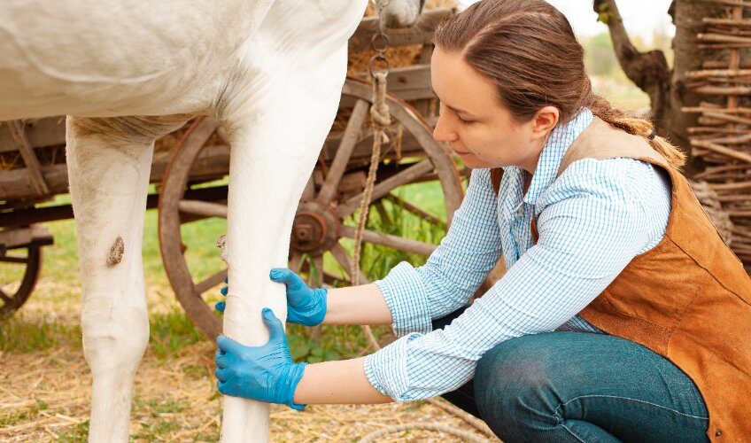 prendre soin de son cheval