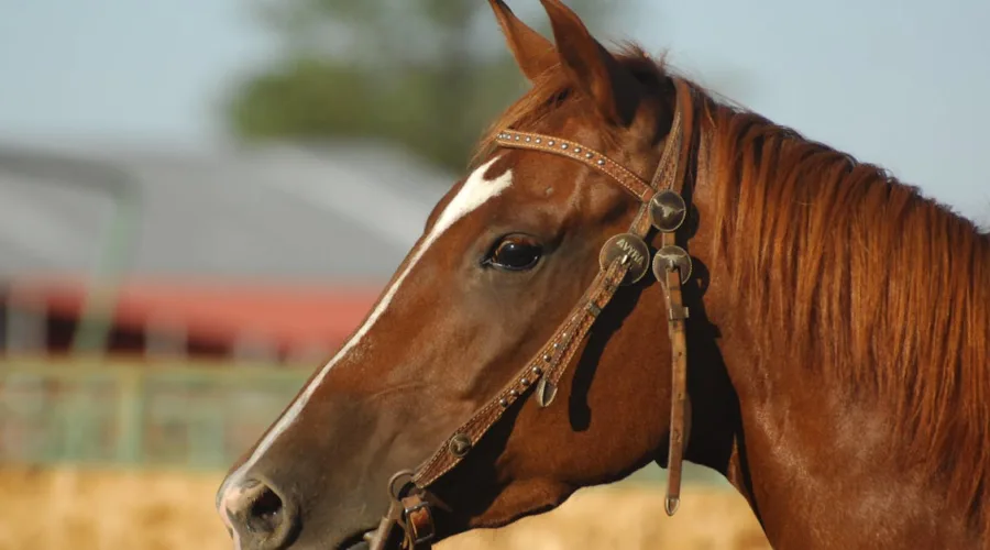 découvrez les brides sans mors, une alternative douce et efficace pour le contrôle de votre cheval. apprenez les avantages des bridal bitless, leur utilisation et comment elles peuvent améliorer la communication avec votre monture tout en respectant son confort.