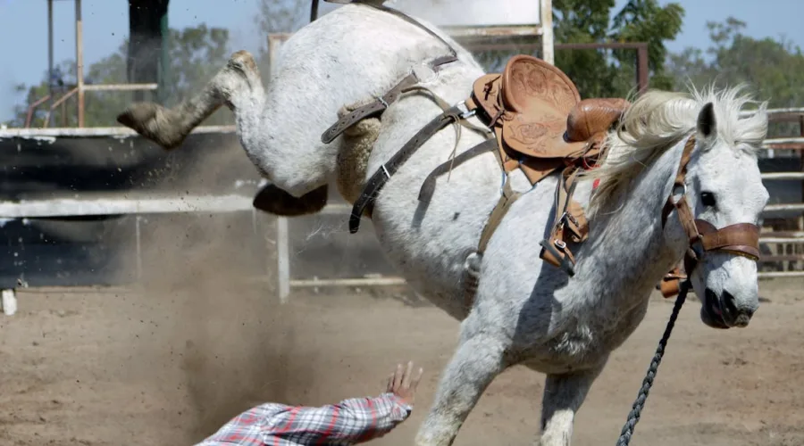 découvrez notre collection de selles de qualité, idéales pour tous types d'équitation. confort, performance et style se rencontrent pour améliorer vos expériences à cheval. explorez nos modèles et trouvez la selle parfaite pour vos aventures équestres.