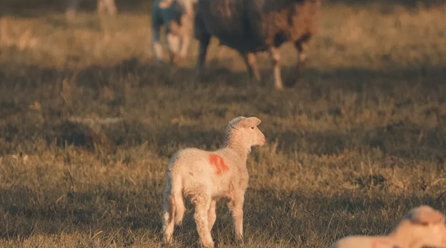 découvrez les meilleures pratiques de gestion des pâturages pour optimiser la santé de vos terres et le bien-être de vos animaux. apprenez à maintenir un écosystème durable tout en maximisant la production fourragère.
