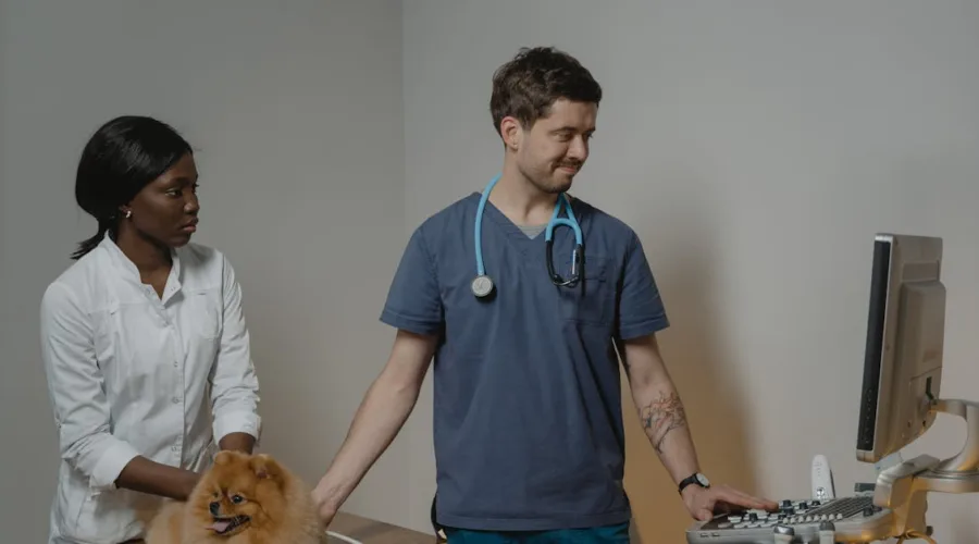 assurez la santé et le bien-être de votre animal avec nos examens vétérinaires réguliers. nos professionnels dédiés offrent des soins personnalisés pour détecter rapidement tout problème de santé et garantir une vie longue et heureuse à vos compagnons.