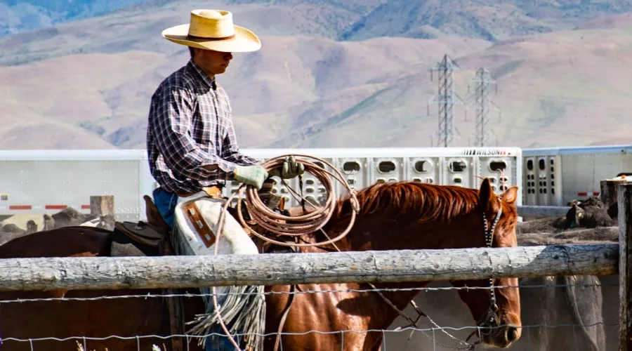 découvrez notre vaste sélection de selles western, alliant confort et style pour les passionnés d'équitation. que vous soyez cavalier débutant ou confirmé, trouvez la selle parfaite pour vos aventures à cheval.