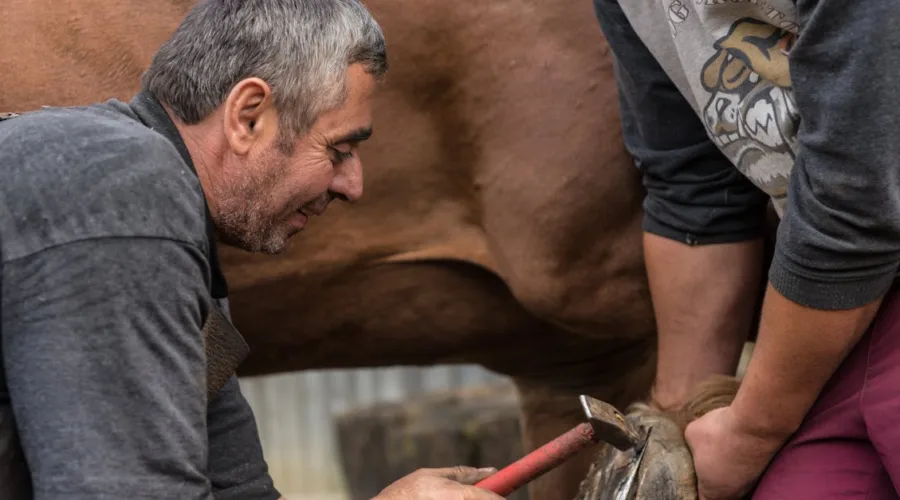 découvrez l'importance des soins des sabots pour assurer la santé et le bien-être de vos chevaux. apprenez les meilleures techniques et conseils pour un entretien efficace et préventif.