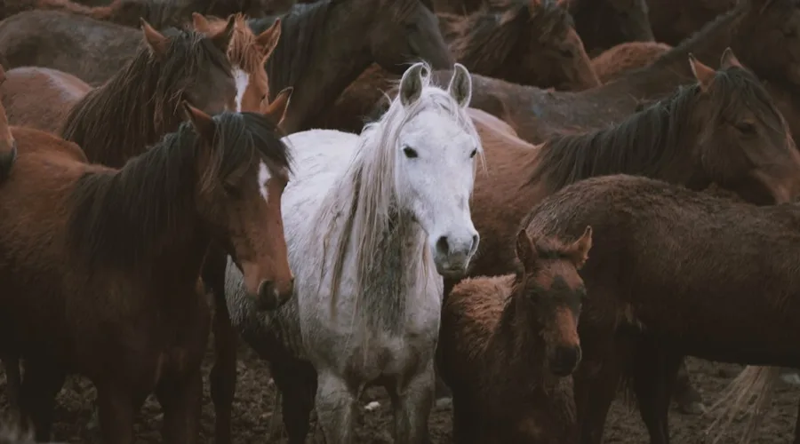 découvrez les meilleures pratiques pour la socialisation des poulains afin de garantir leur bien-être et leur développement harmonieux. apprenez comment interagir avec eux, favoriser leur intégration dans un groupe et préparer leur futur dans le monde équin.