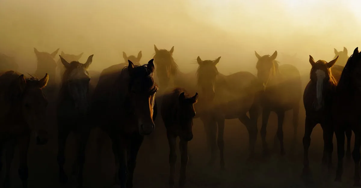 Gant De Massage Premier Equine Magnétique | Accessoires de pansage