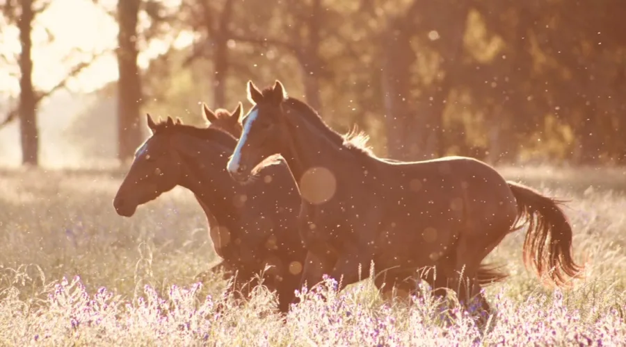 découvrez l'univers fascinant des chevaux : soins, race, équitation et compétition. plongez-vous dans le monde équestre et apprenez tout sur ces animaux majestueux.