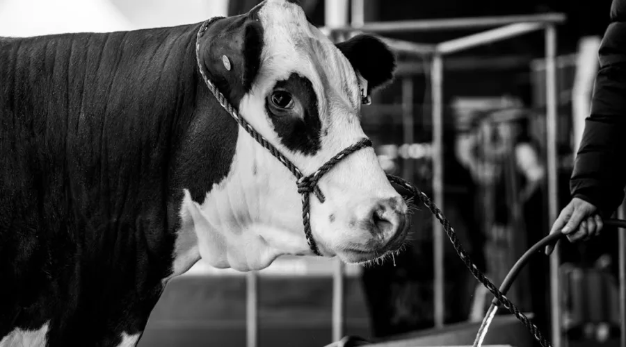 découvrez nos licols en corde, alliant confort et sécurité pour vos chevaux. conçus pour un usage quotidien ou en compétition, nos halters sont disponibles dans diverses couleurs et tailles, garantissant une adaptation parfaite à votre équidé.