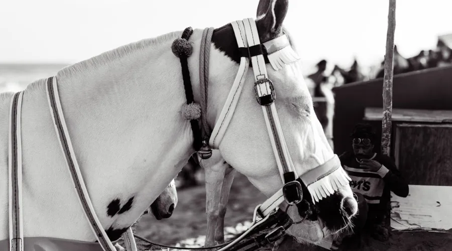 découvrez notre collection de harnais de qualité, conçus pour offrir confort et sécurité à vos animaux. parfaits pour les promenades, le sport ou le dressage, nos harnais sont disponibles en différentes tailles et styles, adaptés à tous les besoins.