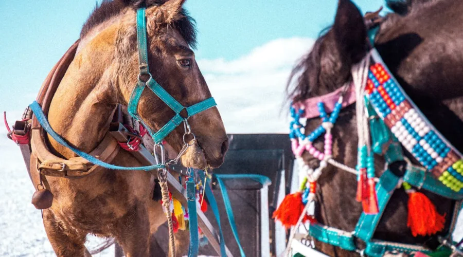 découvrez notre sélection de brides de cheval, alliant confort et élégance. que vous soyez cavalier débutant ou confirmé, trouvez la bride idéale pour améliorer votre expérience équestre. profitez de matériaux de qualité et de designs variés pour une performance optimale.