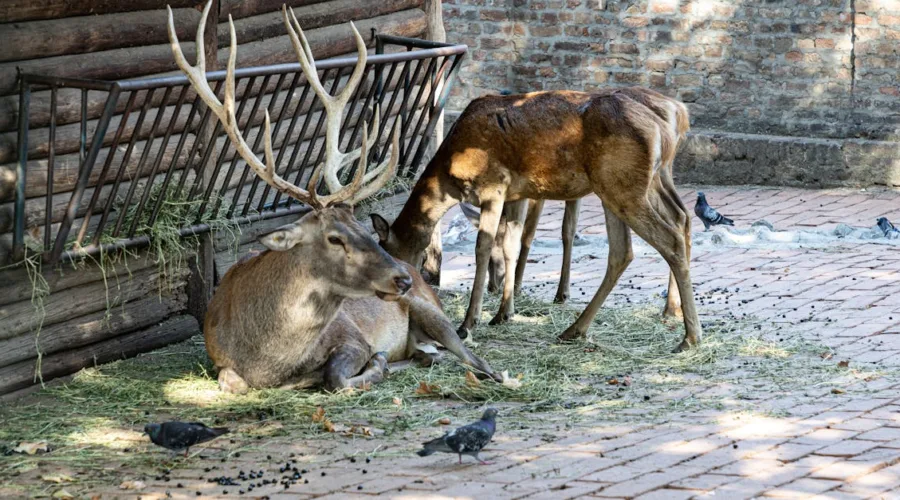 découvrez notre sélection de racks à foin, idéaux pour le stockage et la distribution de foin pour vos animaux. robustes et fonctionnels, nos hay racks sont conçus pour optimiser l'espace tout en maintenant la qualité du foin. parfaits pour les éleveurs et les propriétaires de chevaux.