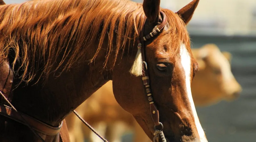 découvrez notre sélection de bridles de haute qualité pour équiper votre cheval. alliant confort et performance, ces accessoires essentiels garantissent un excellent contrôle et une communication optimale entre le cavalier et sa monture. explorez notre collection dès aujourd'hui pour améliorer vos sessions d'équitation.