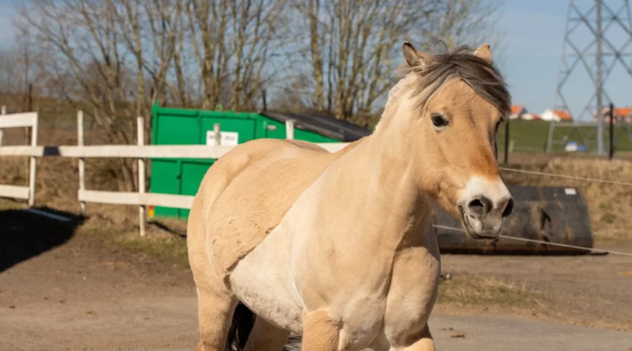 découvrez les causes et solutions pour gérer l'agressivité chez les chevaux. apprenez à identifier les signes de stress et à instaurer une relation sereine avec votre monture.