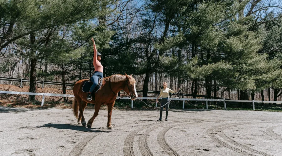 découvrez les meilleures pratiques de gestion équine pour optimiser la santé et le bien-être de votre cheval. apprenez à créer un environnement sûr, à nourrir correctement votre cheval et à gérer ses soins quotidiens pour garantir une vie longue et saine.