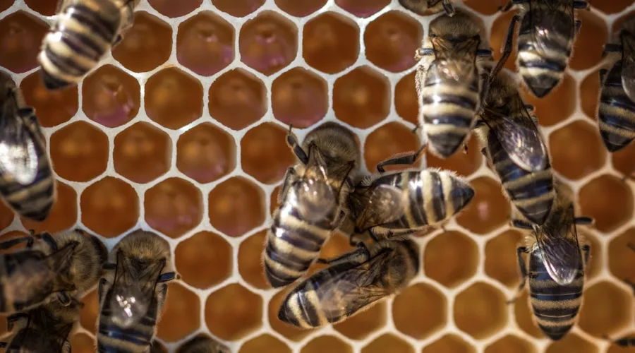 découvrez le fascinant monde des nids de fourmis : leur construction, leur organisation sociale et leur rôle crucial dans l'écosystème. plongez dans l'univers surprenant de ces insectes travailleurs et apprenez comment ils contribuent à la biodiversité.