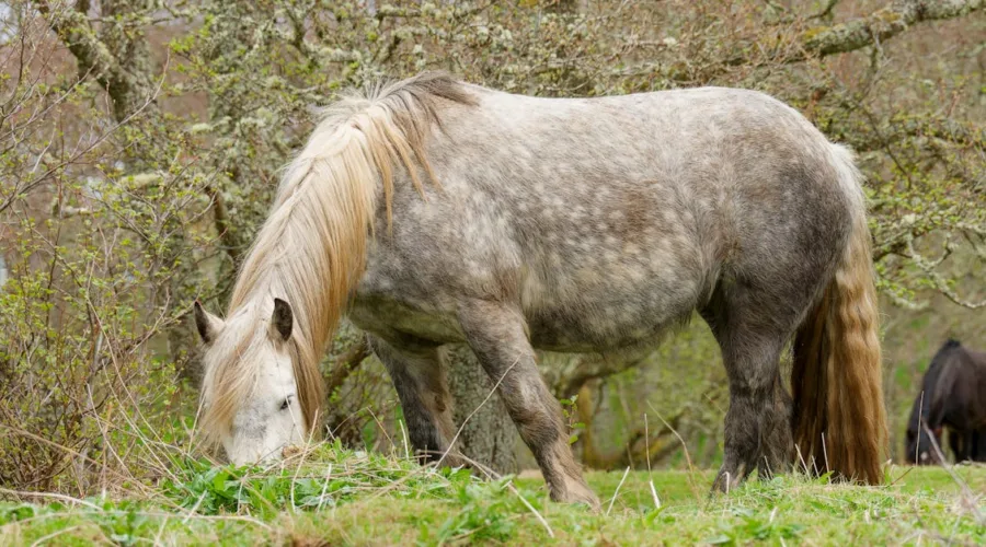 découvrez notre guide complet sur le clipping des chevaux, avec des conseils pratiques pour un toilettage efficace, des techniques adaptées à chaque saison et des recommandations pour maintenir la santé de la peau de votre équidé.