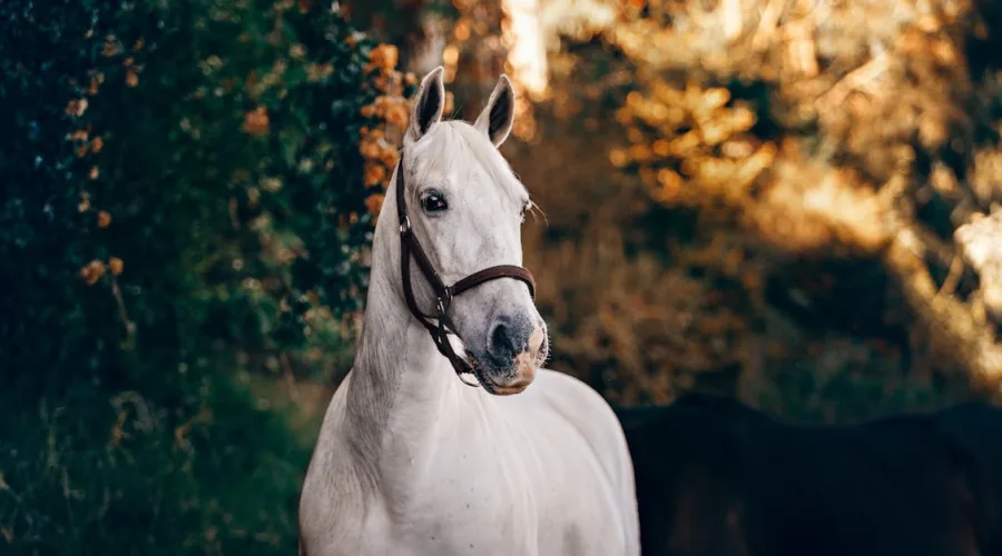 découvrez l'importance de la réactivité équine dans l'amélioration de la communication entre le cavalier et son cheval. apprenez des techniques pour renforcer cette connexion et optimiser vos performances équestres.