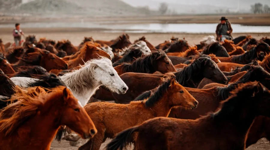découvrez l'art du horsemanship, une approche respectueuse et intuitive de l'équitation qui favorise la communication et la connexion entre le cavalier et le cheval. apprenez des techniques pour améliorer votre relation avec votre monture et développer vos compétences équestres.