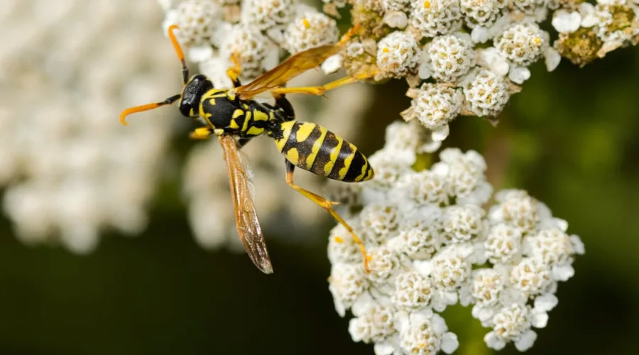 découvrez l'importance de la sensibilité aux insectes, ses manifestations et ses causes. apprenez à reconnaître les symptômes et les solutions pour gérer les réactions allergiques aux piqûres et morsures d'insectes.