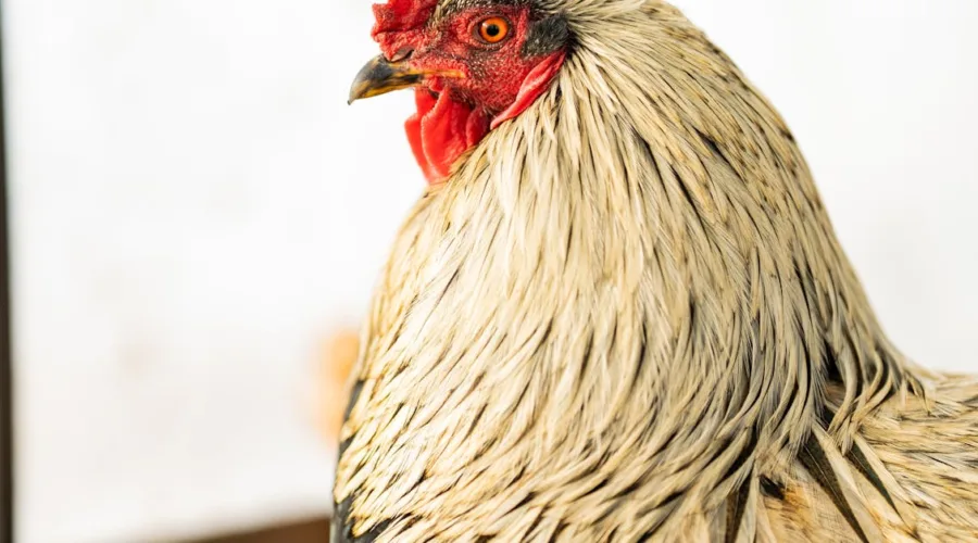 découvrez les bienfaits de l'élevage naturel, une méthode respectueuse de l'environnement qui favorise le bien-être animal tout en préservant la biodiversité. apprenez comment adopter cette approche éthique pour une agriculture durable et responsable.