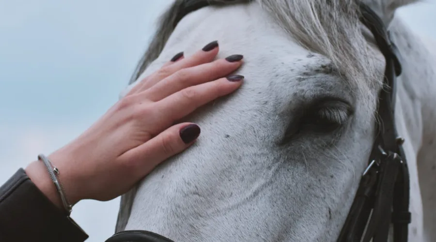 découvrez notre sélection de brides de qualité, alliant confort et performance pour vos chevaux. explorez nos modèles variés conçus pour assurer un meilleur contrôle et un ajustement parfait lors de vos expériences équestres.
