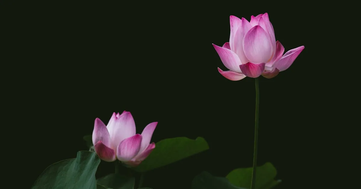 découvrez notre gel pad innovant, conçu pour un confort optimal et un soutien sans égal. idéal pour les sports, le travail ou la détente, il épouse parfaitement les contours de votre corps et réduit la pression sur les articulations. profitez d'une expérience apaisante et ergonomique grâce à notre gel pad de haute qualité.