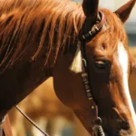 découvrez ce qu'est le bit refusal, son importance dans les domaines de la technologie et de l'informatique, ainsi que ses implications pour la sécurité des données et le contrôle d'accès.