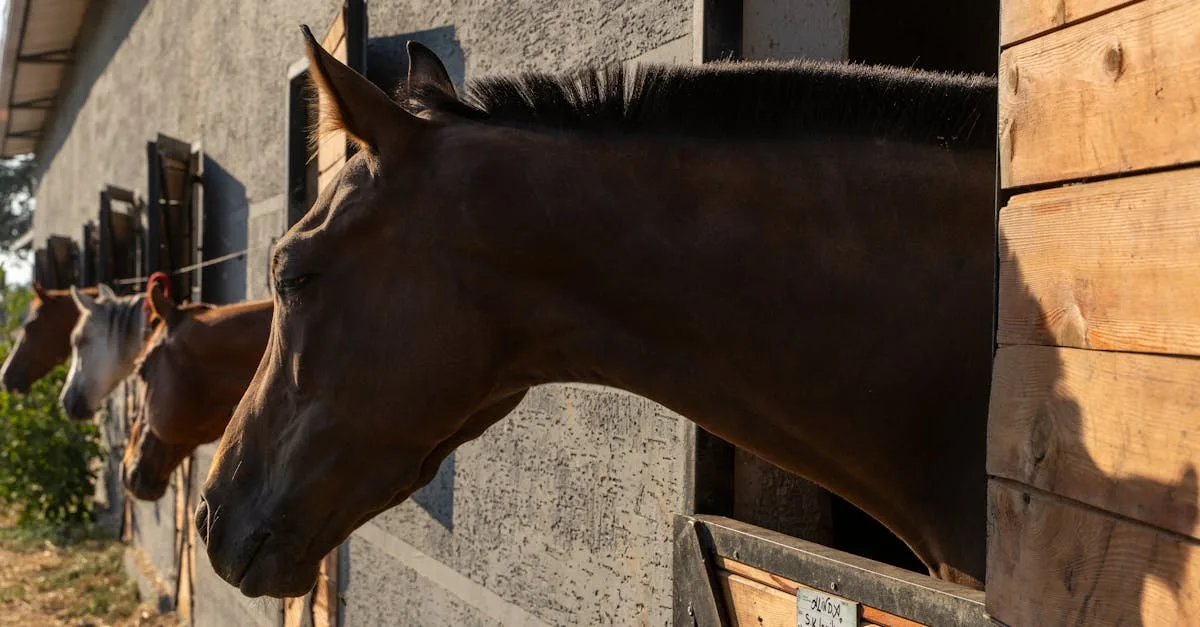 découvrez nos felt saddle pads, des tapis de selle en feutre conçus pour offrir confort et protection à votre cheval. idéal pour toutes les disciplines équestres, ce tapis absorbe les chocs et assure une parfaite répartition du poids. commandez-le dès maintenant !