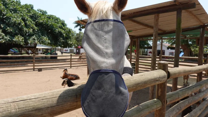 protégez efficacement les yeux de votre cheval avec un fly mask. découvrez ses avantages, son utilisation facile et le confort qu’il offre à votre animal contre les insectes.