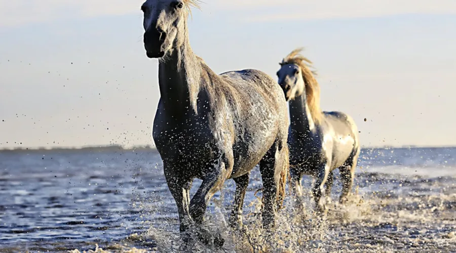 découvrez la signification du terme 'gallop', ses différentes utilisations en français et en anglais, ainsi que des exemples pour mieux comprendre ce mot dans divers contextes.