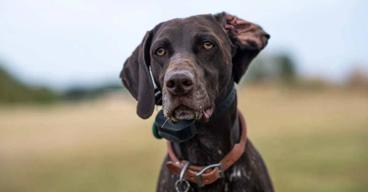 découvrez notre hunting collar, un collier robuste et confortable idéal pour la chasse. sécurité, résistance et ajustement parfait pour accompagner votre chien lors de toutes vos sorties en plein air.