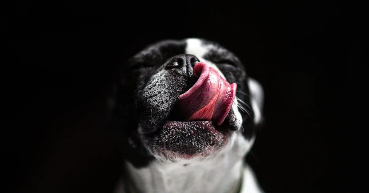 découvrez tout ce qu'il faut savoir sur le licking : définitions, conseils, bienfaits et précautions à prendre. informations et astuces sur cette pratique, pour une expérience saine et respectueuse.