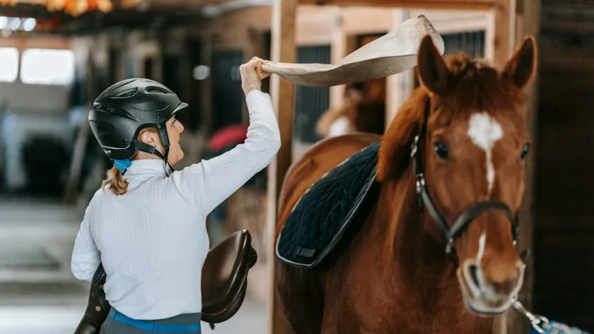 découvrez notre sélection de tapis de selle conçus pour offrir confort, protection et style à votre cheval lors de vos séances d’équitation. adoptez un saddle pad adapté à vos besoins !