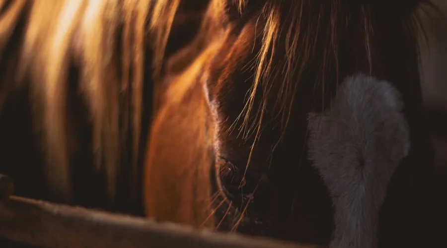découvrez notre centre équestre : cours d'équitation, pensions pour chevaux, sorties en pleine nature et activités pour tous les niveaux.