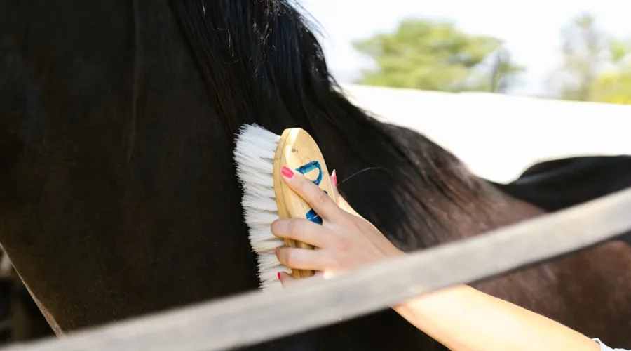 découvrez l'importance du bien-être équin et les meilleures pratiques pour assurer la santé, le confort et le soin des chevaux.