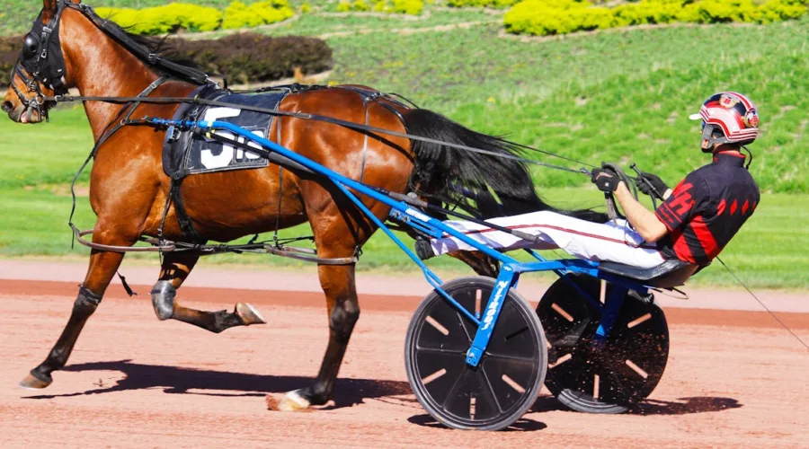 découvrez le monde passionnant des courses d'attelages, où la vitesse et la stratégie s'allient pour offrir un spectacle unique.