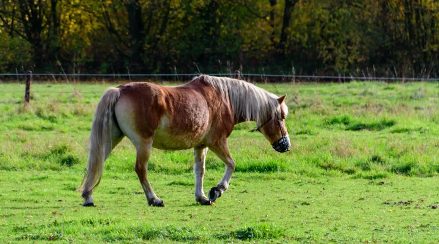 découvrez pssm horse, une ressource dédiée à la compréhension et à la gestion du myopathie par stockage de polysaccharides de type 2 chez le cheval, avec conseils et traitements adaptés.