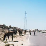 découvrez les avantages de la pulpe de betterave pour chevaux : une source nutritive riche en fibres, favorisant la digestion et le bien-être de votre cheval.