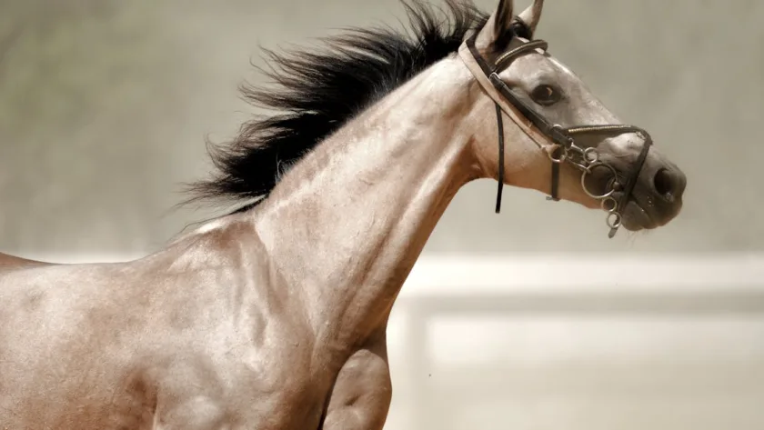 découvrez tout sur la maladie de cushing équine, ses symptômes, diagnostics et traitements pour assurer le bien-être de votre cheval.