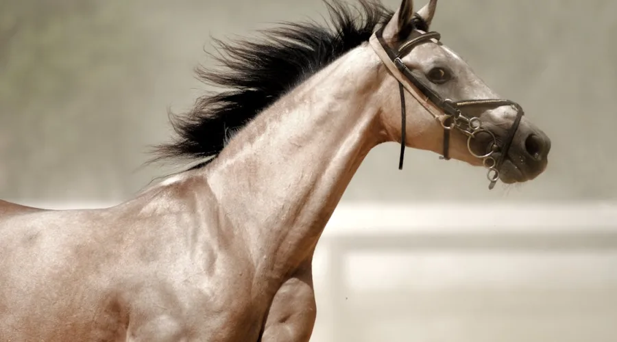 découvrez tout sur la maladie de cushing équine, ses symptômes, diagnostics et traitements pour assurer le bien-être de votre cheval.