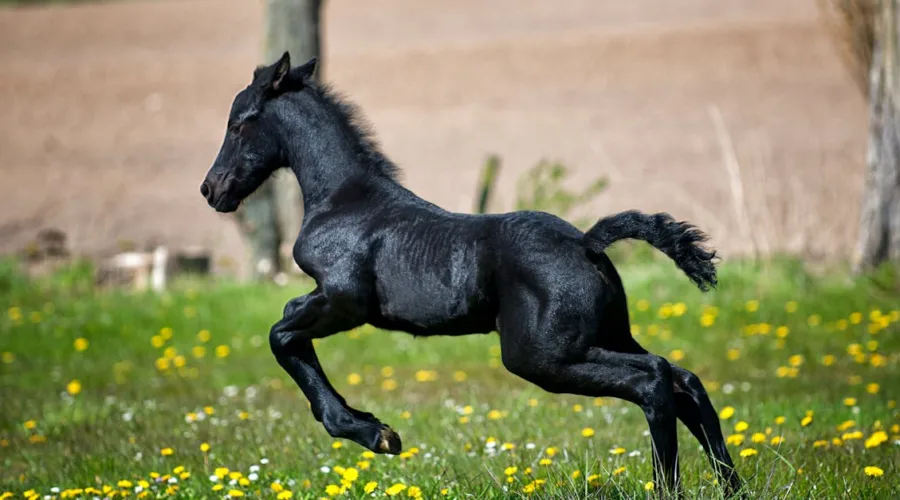 découvrez le naturel horsemanship : une approche respectueuse et harmonieuse pour comprendre et communiquer avec votre cheval.