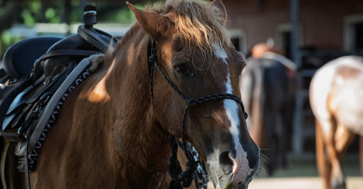 prascend est un traitement efficace destiné aux chevaux pour gérer la dysfonction de la glande pituitaire. améliorez la santé et la qualité de vie de votre cheval avec prascend.